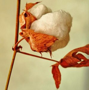 Cotton