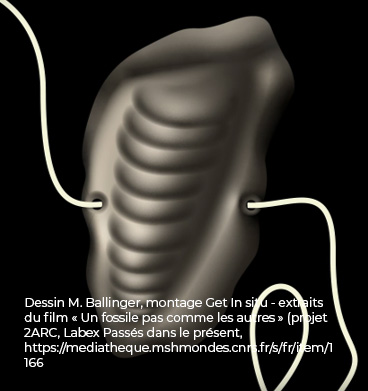 Un fossile pas comme les autres - Dessin M. Ballinger